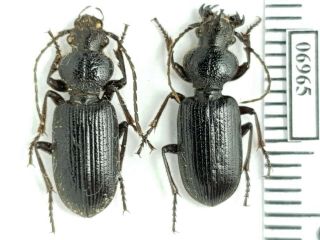 Carabidae Ditomus Calydonius Oriens Russia,  South Urals Pair