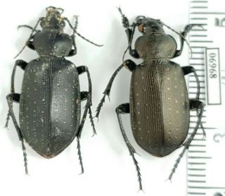 Carabidae Calosoma (campalita) Maderae Dzungaricum Russia,  South Urals