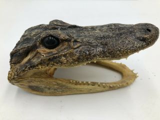 Vintage 5 " Real Alligator Head Taxidermy Real Teeth Glasseyes Missing 2 - 4 Teeth