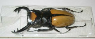Odontolabis lacordairei male 73mm (Lucanidae) 2