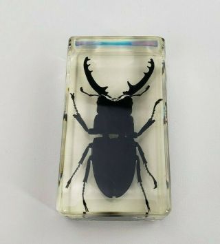 Black Beetle In Lucite Paperweight Insect Bug Block