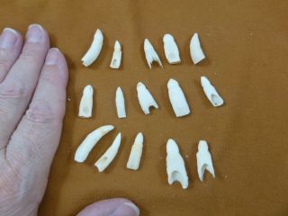 (g370 - 40) 15 Gator Alligator Aligator Tooth Teeth Make Own Jewelry Mixed Sizes