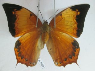 N7889.  Unmounted Butterflies: Charaxes Bernardus.  South Vietnam.