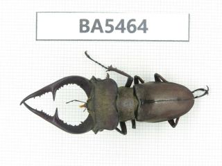 Beetle.  Lucanus Sp.  Yunnan,  Jinping County.  1m.  Ba5464.