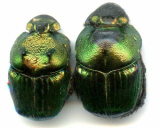 Scarabaeidae - Phanaeus Amithaon - Mexico Pair