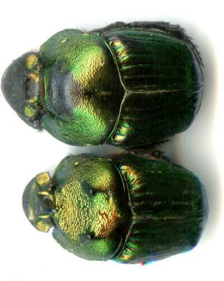 Scarabaeidae - Phanaeus amithaon - Mexico Pair 2