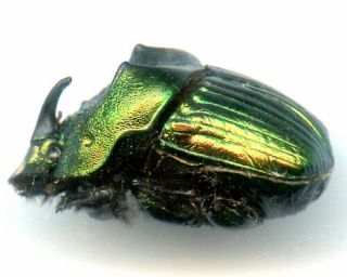 Scarabaeidae - Phanaeus amithaon - Mexico Pair 3