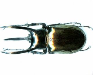 Dynastidae - Chalcosoma atlas - Sulawesi Is Large 83 mm, 2