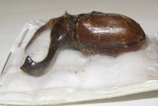 Golofa Xiximeca 43mm (dynastinae)