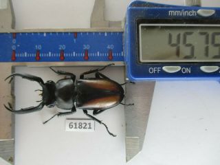 61821 Unmouted Insects: Rhaetulus Crenatus Tsutsuii?.  Vietnam C.  45mm