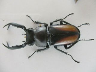 61821 Unmouted insects: Rhaetulus crenatus tsutsuii?.  Vietnam C.  45mm 2