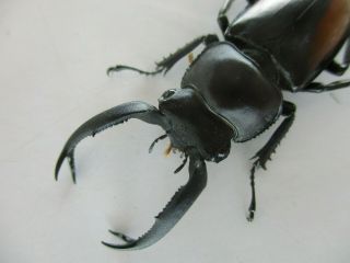 61821 Unmouted insects: Rhaetulus crenatus tsutsuii?.  Vietnam C.  45mm 3