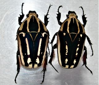 Mecynorrhina Ugandensis,  Female A 53mm,  Female A 53 Mm