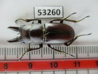 53260 Lucanidae: Prosopocoilus Sp.  Vietnam S.  Rare