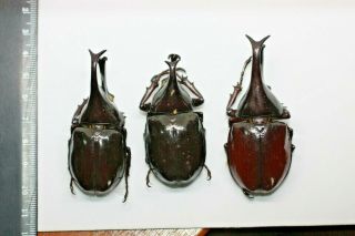 Insect Beetles Scarabaeidae Xylotrupes Gideon 56,  66,  60 Mm Sumatra