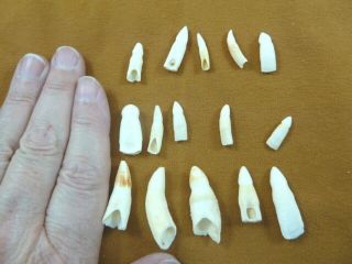 (g370 - 2) 15 Gator Alligator Aligator Tooth Teeth Make Own Jewelry Mixed Sizes
