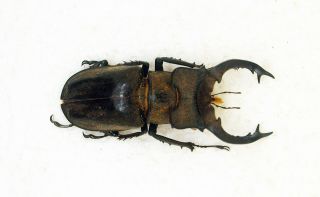 Lucanidae/lucanus Sericeus (m) 63mm - Chiangmai,  Thailand (ls63)