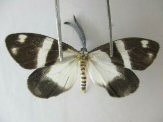 M9563.  Unmounted Butterfly.  Zygaenidae Sp.  South Vietnam.