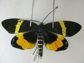 M9562.  Unmounted Butterfly.  Zygaenidae Sp.  South Vietnam.