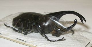 Xylotrupes Pubescens From Karakelong Male 63mm (dynastinae)