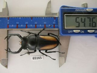 65165 Lucanidae: Rhaetulus Crenatus.  Vietnam N.  54mm