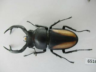 65165 Lucanidae: Rhaetulus crenatus.  Vietnam N.  54mm 2