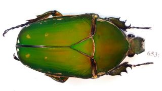 Cetonidae Mecynorrhina Torquata Inmaculicollis 66mm Female From Camerun 653