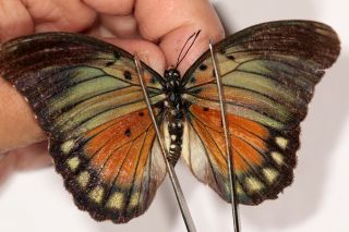 Butterflie Nymphalidae Euphaedra Edwardsi Pair From Uganda