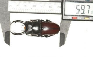 Lucanidae Dorcus Sp.  59.  7mm Yunnan