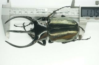 B34766 – Chalcosoma Caucasus Ps.  Beetles,  Insects Quang Tri Vietnam 117mm