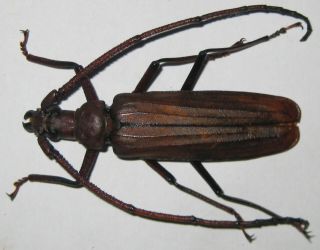 Prioninae Aegosoma Gigantea Male A1 64mm (indonesia) Xl