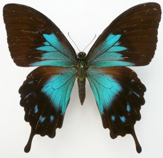 Papilio Ulysses Telegonus Female From Kasiruta Isl.  (antennas Glued)