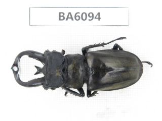 Beetle.  Lucanus Tibetanus Ssp.  Myanmar Border,  N Mt.  Gaoligongshan.  1m.  Ba6094.