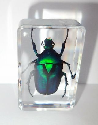 Black Stripe Green Rose Chafer Beetle Small Clear Block Education Real Specimen