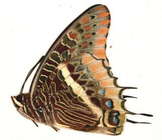 Nymphalidae Charaxes epijasius PAIR from Uganda 2