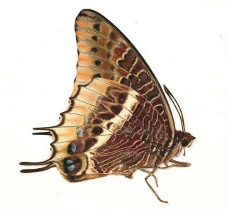 Nymphalidae Charaxes epijasius PAIR from Uganda 3
