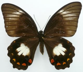 Papilio Aegeus Ormenus Female Form Seleucis From Yahukimo,  Irian Jaya