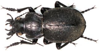 9.  Carabidae - Calosoma (callisthenes) Elegans Saryarkensis.  Male