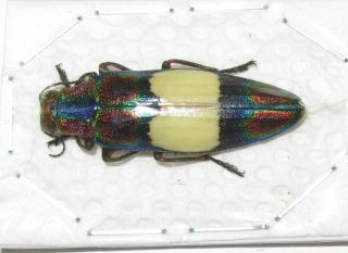 Chrysochroa ephippigera (Buprestidae) 2