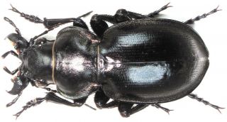 1.  Carabidae - Calosoma (callisthenes) Kuschakewitschi Plasoni.  Male