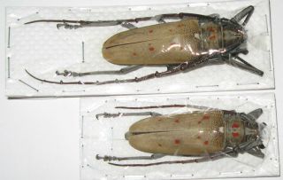 Batocera Numutor Ferruginea Pair With Male 60mm Female 55mm (cerambycidae)