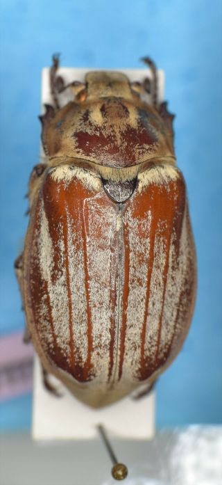 Scarabaeidae Melolontha Aceris Turkey