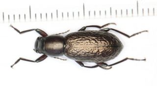 Carabidae Tenebrionidae Morphostenophanes Nw Yunnan (2)