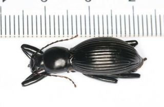 Carabidae Tenebrionidae Morphostenophanes West Yunnan (1)