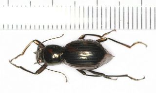 Carabidae Tenebrionidae Beetle Coleoptera Yunnan (1)