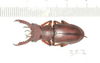 Lucanidae Lucanus Kirchneri Fujian 35.  2mm