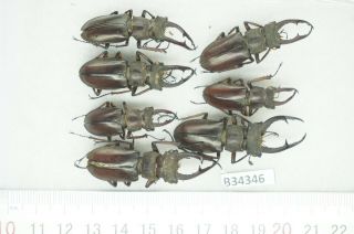 B34346 – Lucanus Kraatzi Giangae?beetles,  Insects Cao Bang Vietnam A -
