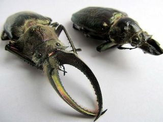 Sphaenognathus Giganteus Pair Taxidermy Real Unmounted Insect