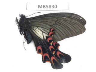 Butterfly.  Papilio Elwesi.  W Sichuan,  Mt.  Gonggashan.  1m.  Mb5830.