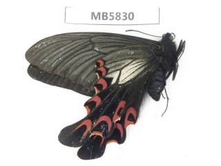 Butterfly.  Papilio elwesi.  W Sichuan,  Mt.  Gonggashan.  1M.  MB5830. 2